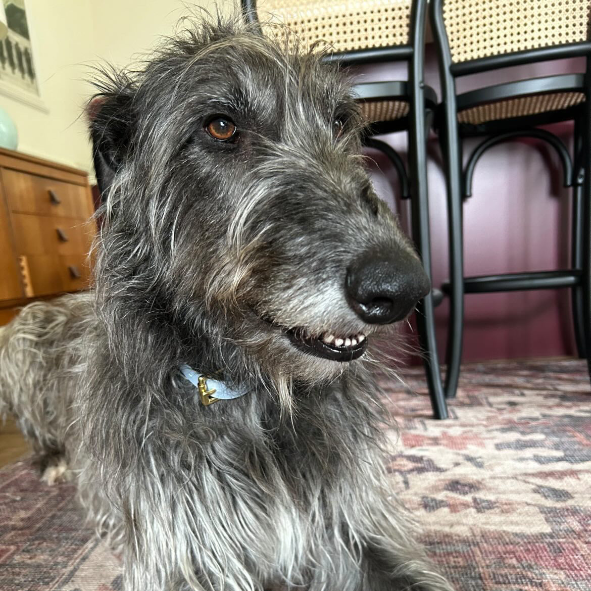 Angus BioThane® Hound Style Collar