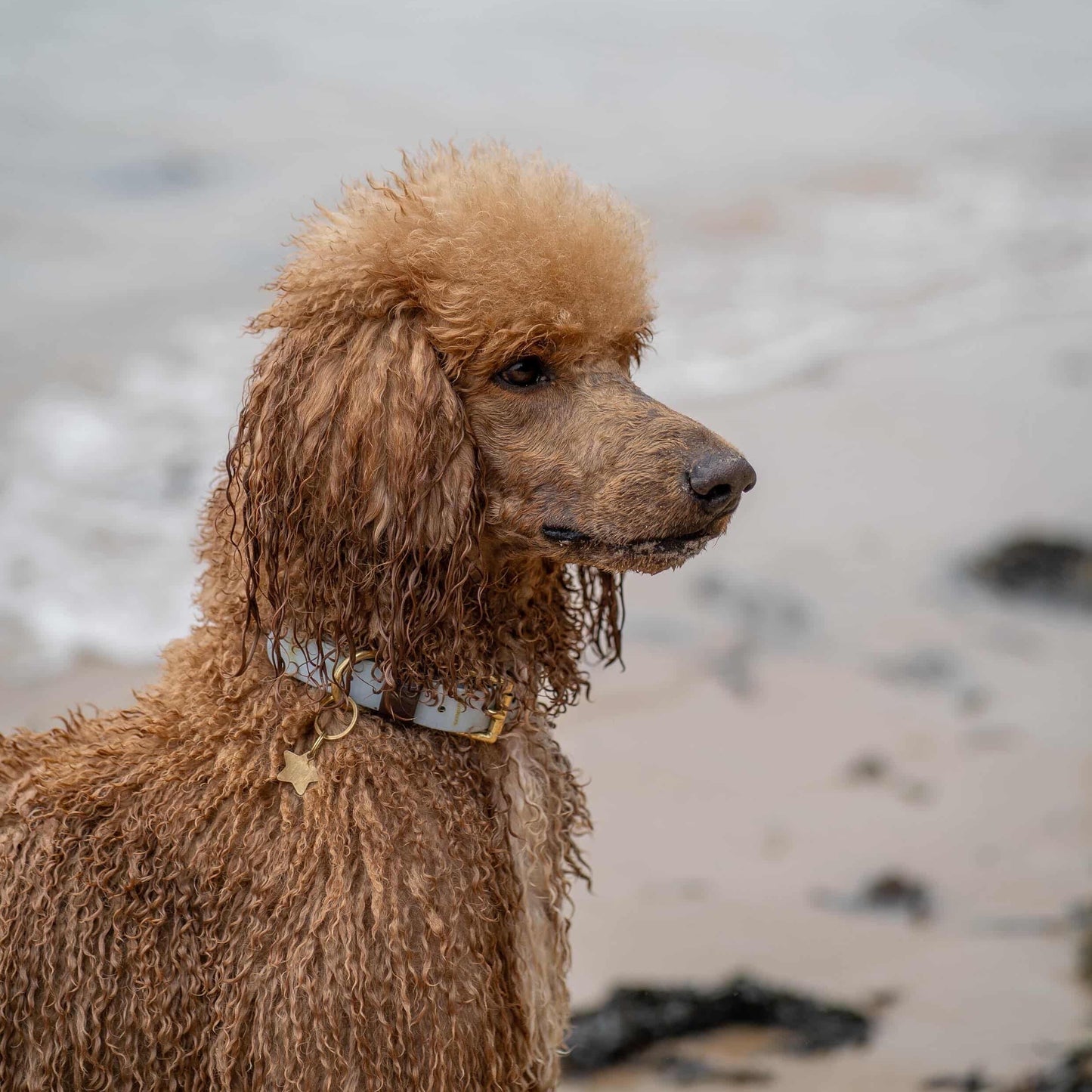 Reuben Colourband BioThane® Collar