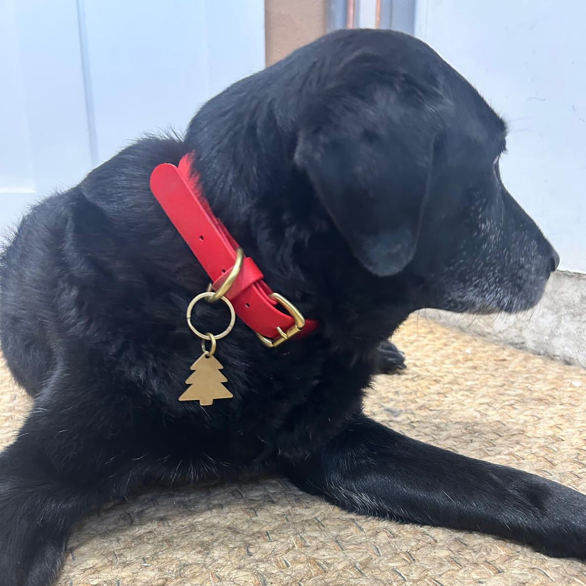 Red BioThane® Collar