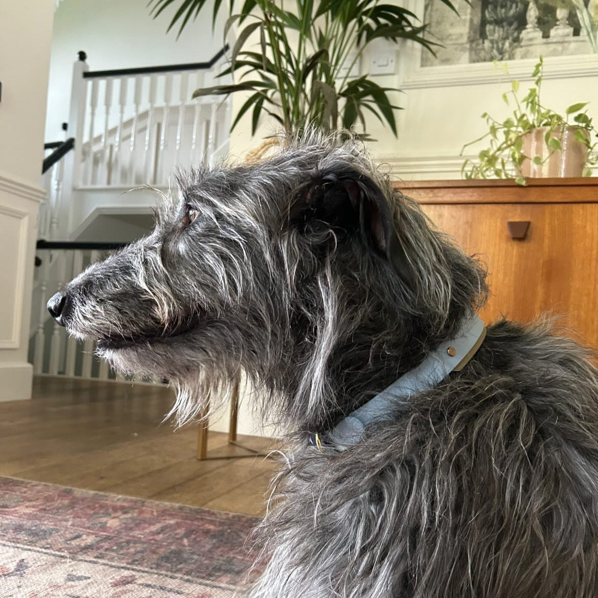 Angus BioThane® Hound Style Collar