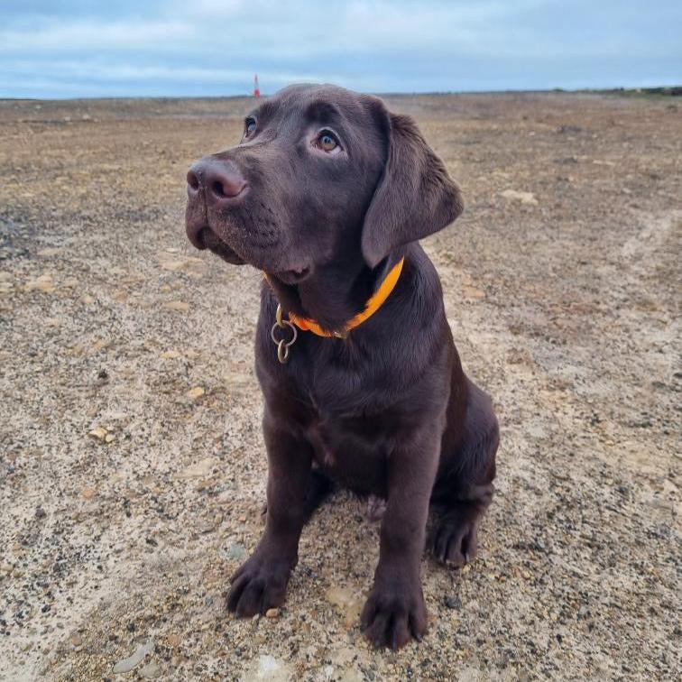 Orange BioThane® Collar