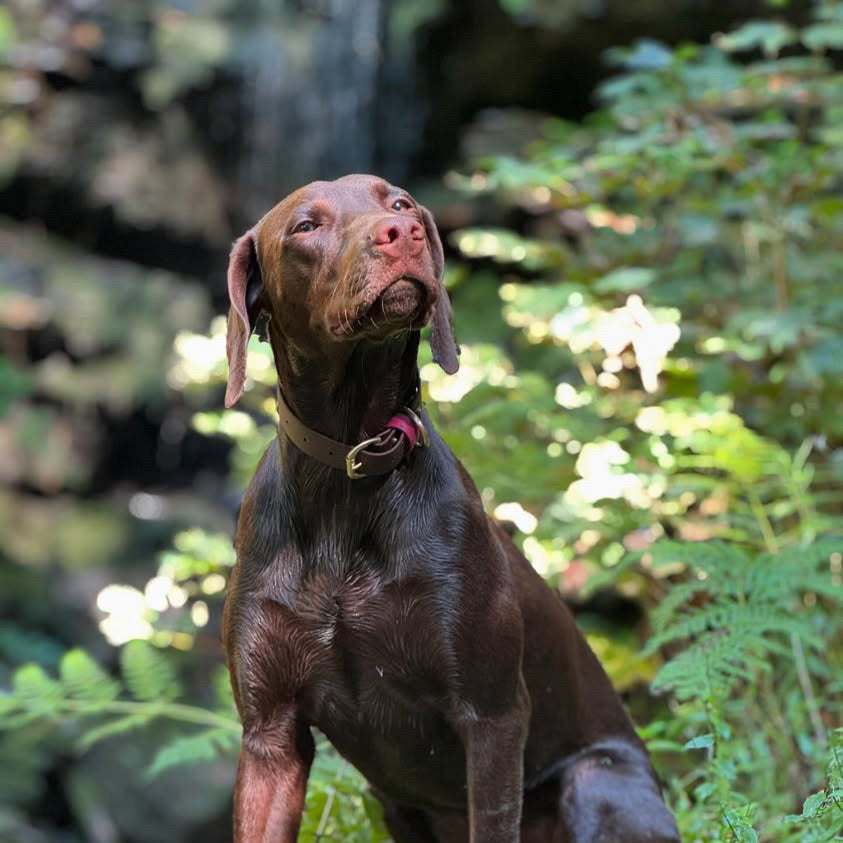 Otis Colourblock BioThane® Collar