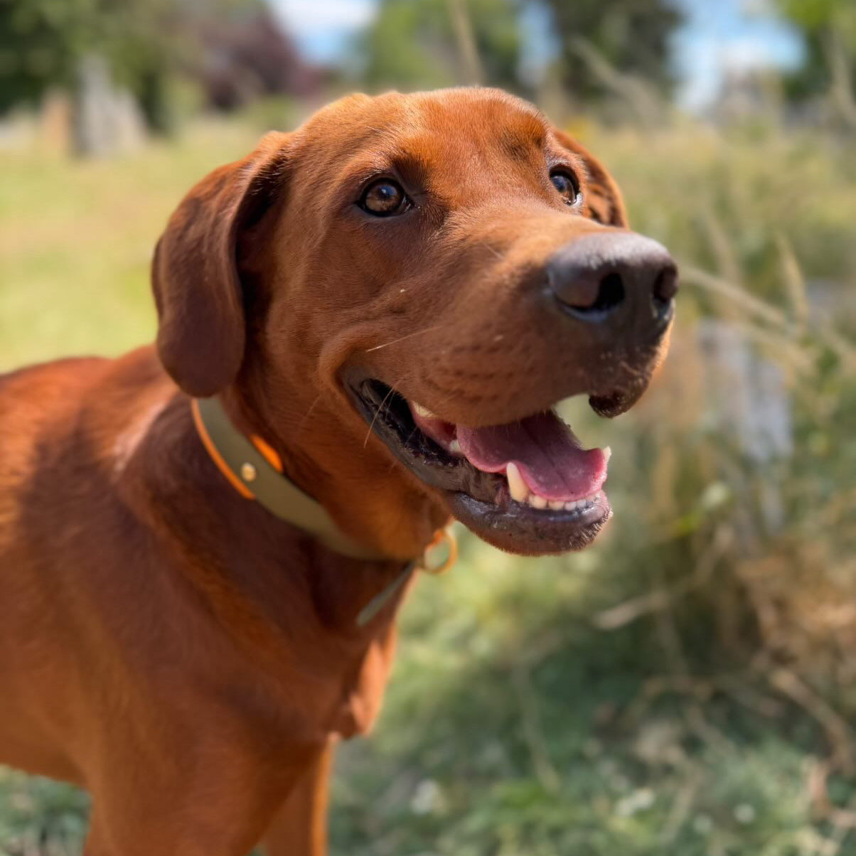 Cabo BioThane® Hound Style Collar