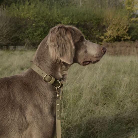 Bentley Colourblock BioThane® Collar