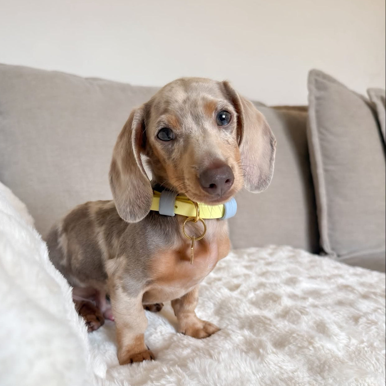 Rory Colourblock BioThane® Collar