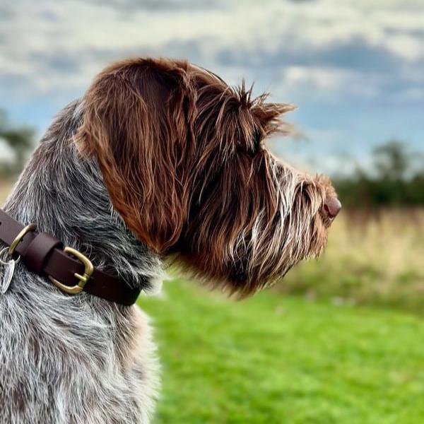 Dark Brown BioThane® Collar