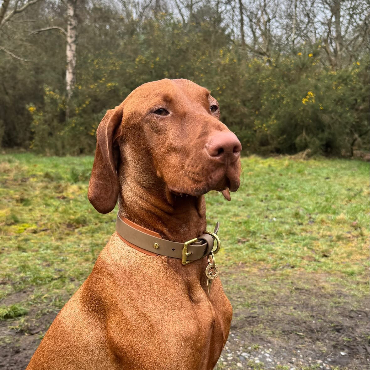 Gunner BioThane® Hound Style Collar