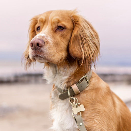 Marley Colourblock BioThane® Collar