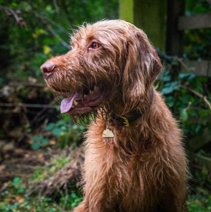 Dark Brown BioThane® Collar