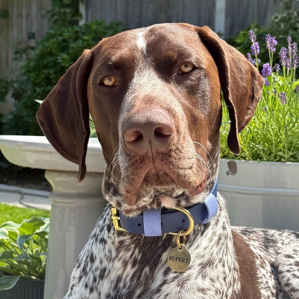 The Blues BioThane® Hound Style Collar