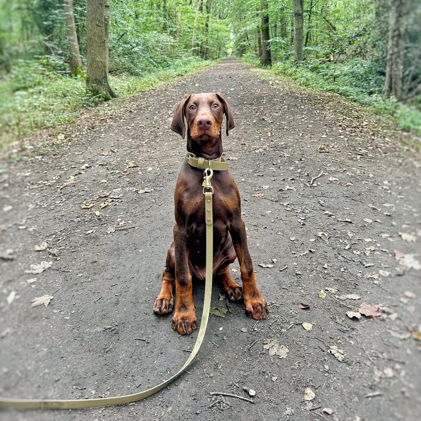 Khaki BioThane® Collar