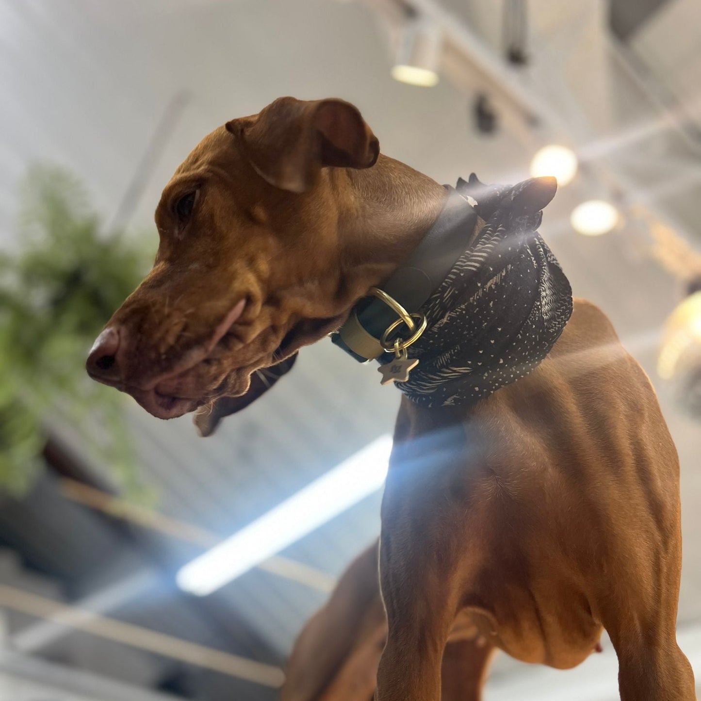 Sophie Darling  X  Franks Goods BioThane® Collar