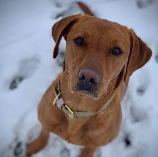 Lola Colourblock BioThane® Collar