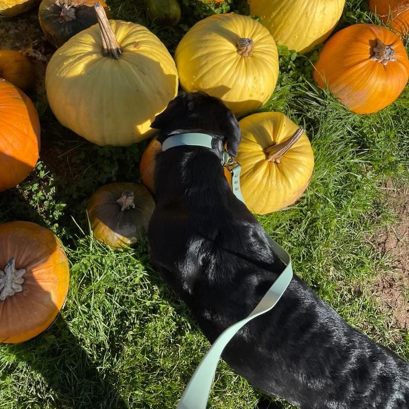 Sage Green BioThane® Collar