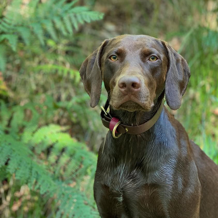 Otis Colourblock BioThane® Collar