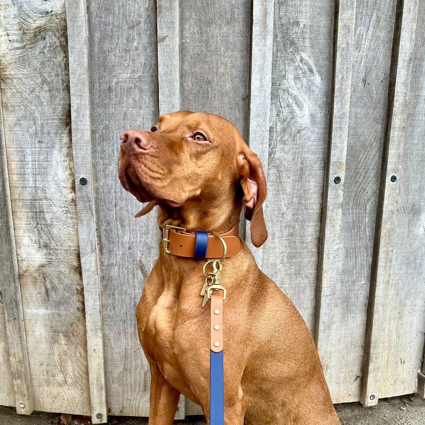 Bud Wide 38mm BioThane® Collar