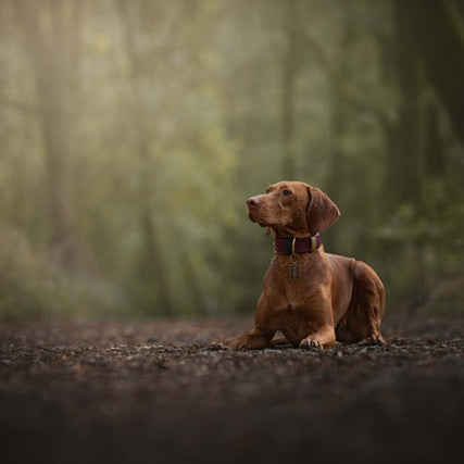 Merlot Wide 38mm BioThane® Collar