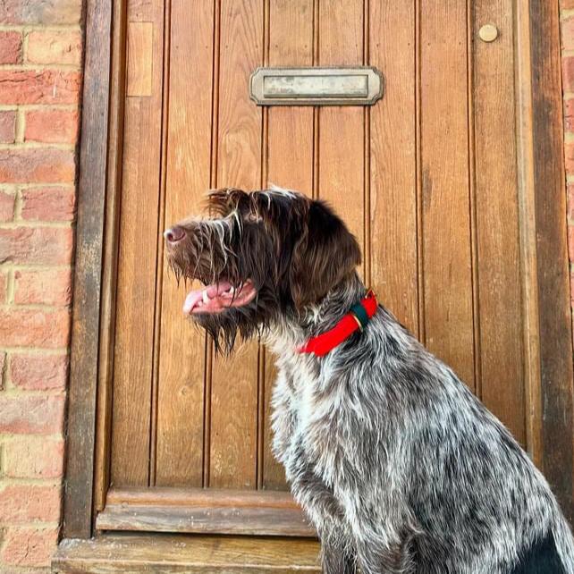 Christmas BioThane® Collar - Red