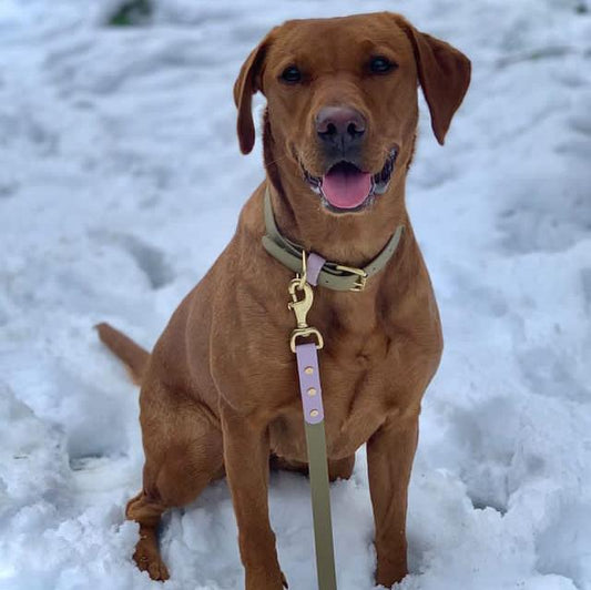 Lola Colourblock BioThane® Collar