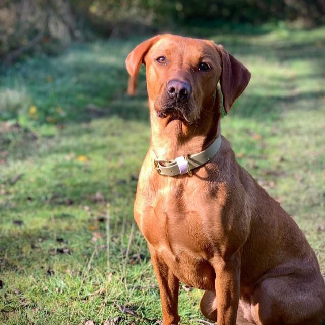 Lola Colourblock BioThane® Collar