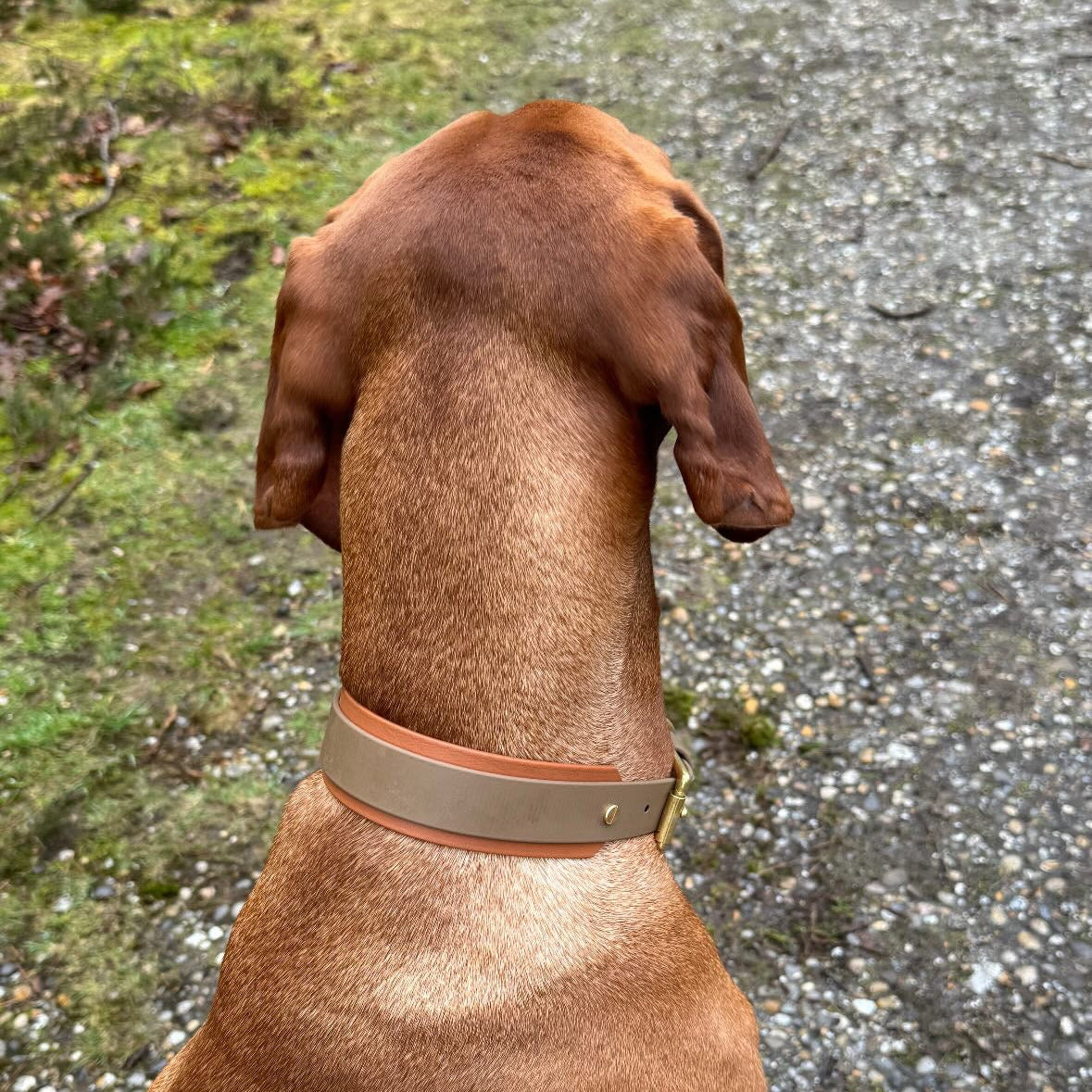 Gunner BioThane® Hound Style Collar