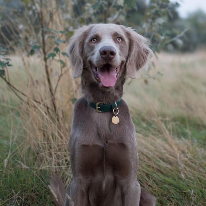 Emerald BioThane® Collar