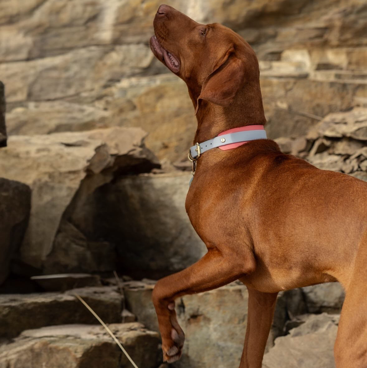 Calypso BioThane® Hound Style Collar