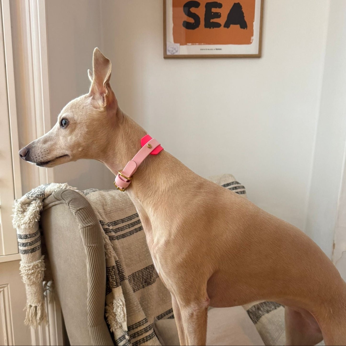 Edie BioThane® Hound Style Collar