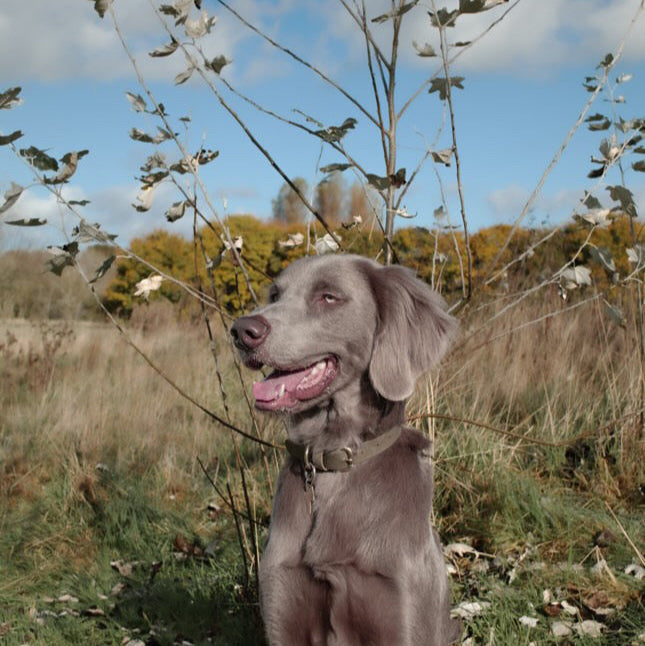 Bentley Colourblock BioThane® Collar