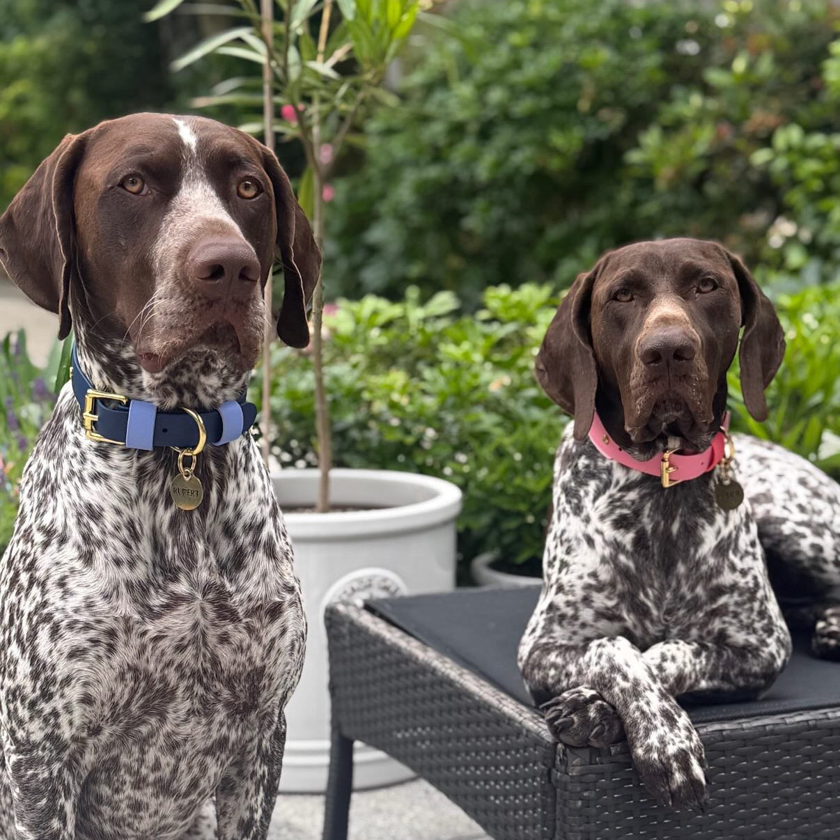The Blues BioThane® Hound Style Collar