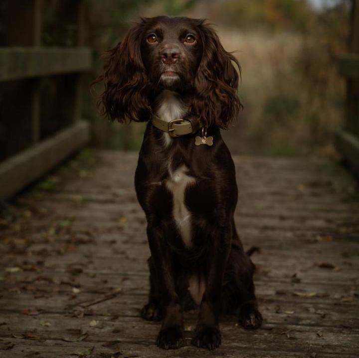 Ottilie Colourblock BioThane® Collar