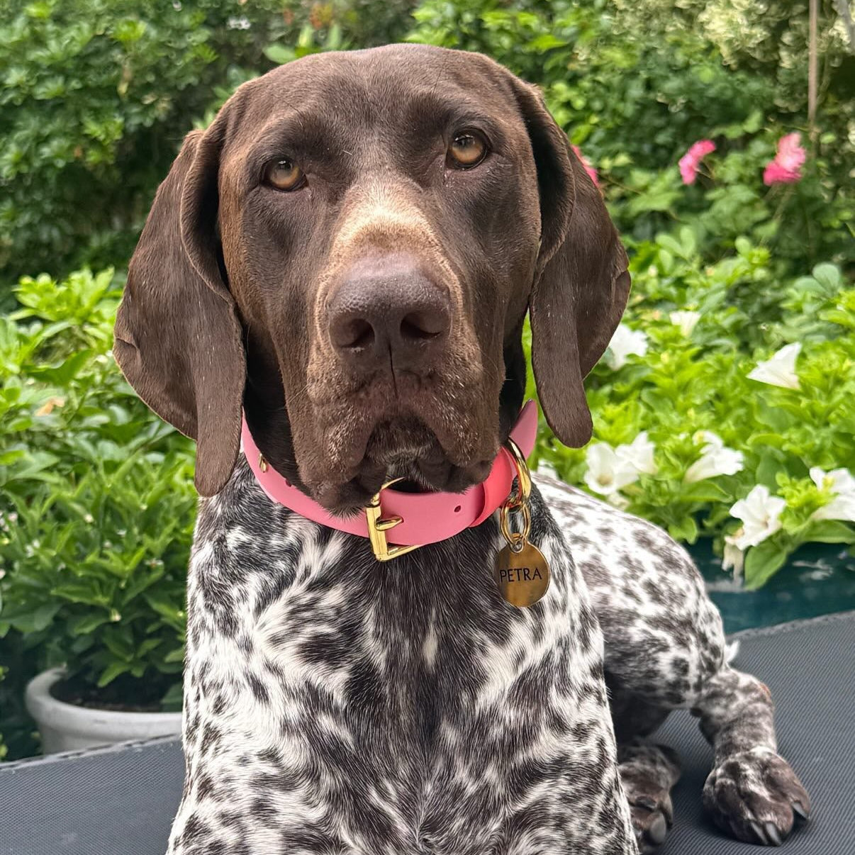 The Pinks BioThane® Hound Style Collar