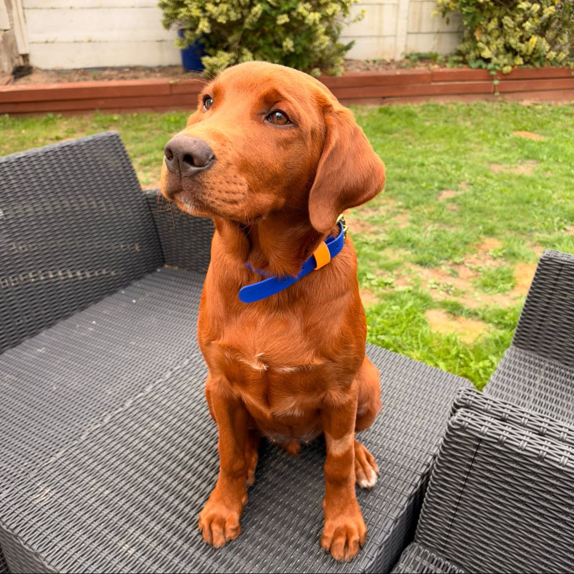 Koda Colourblock BioThane® Collar