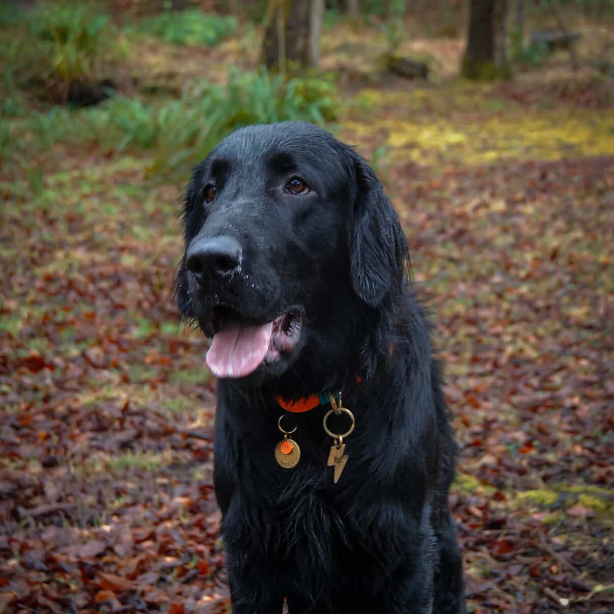 Argyle Wide 38mm BioThane® Collar