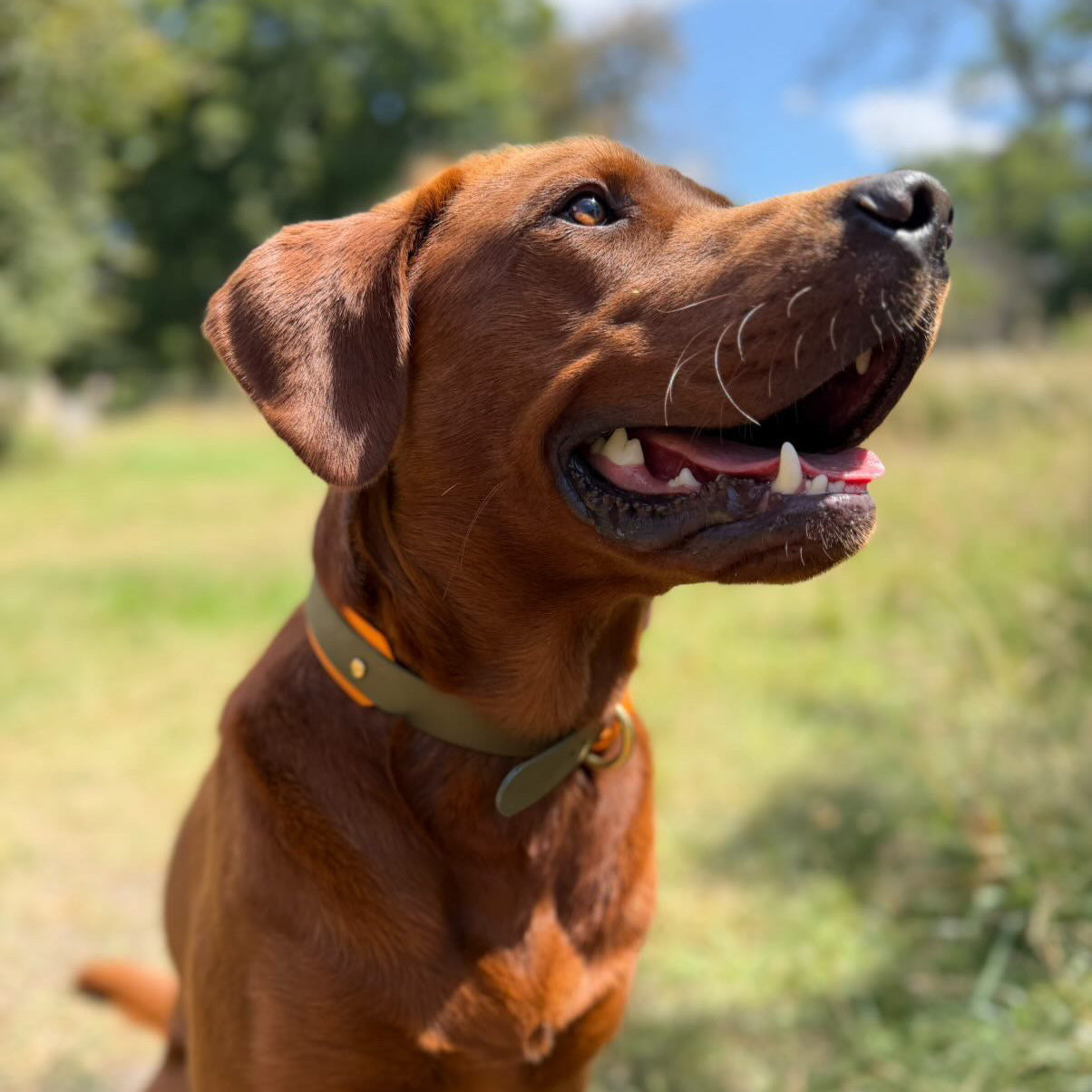 Cabo BioThane® Hound Style Collar