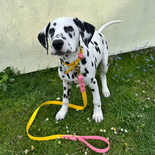 Parker Colourblock BioThane® Lead