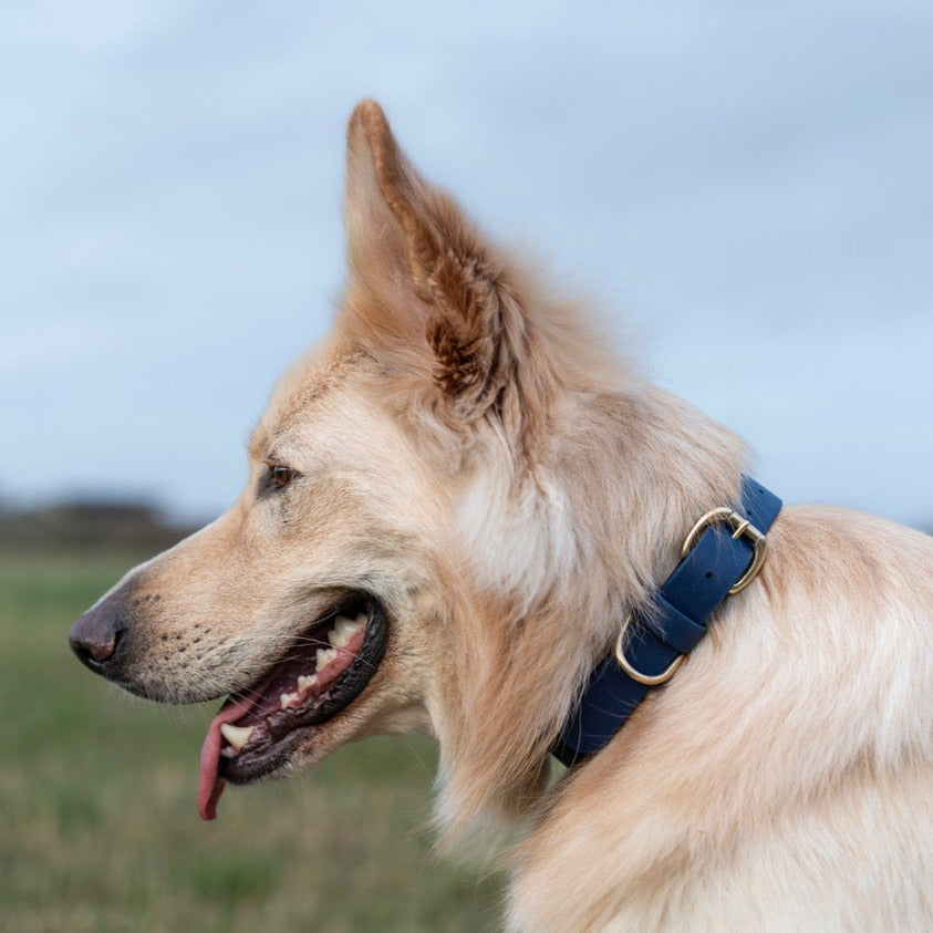 Cobalt Blue BioThane® Collar