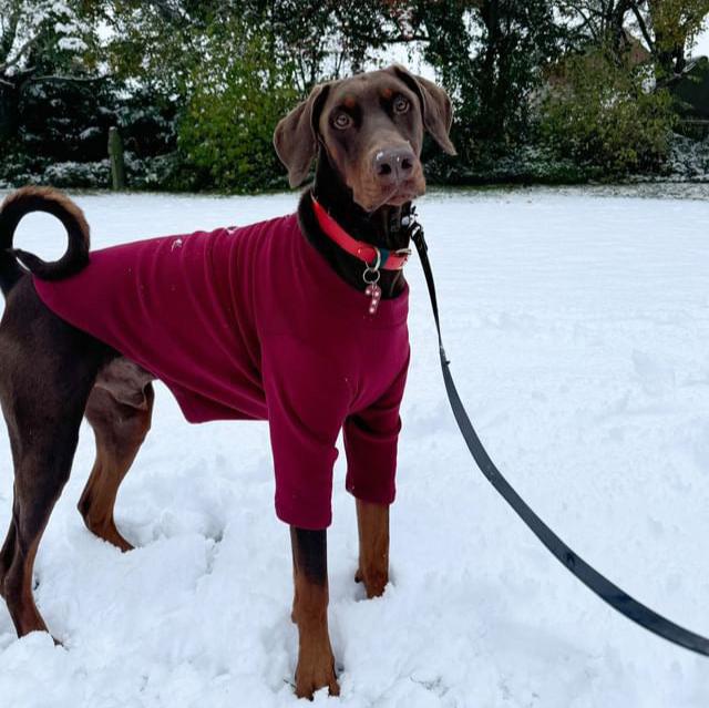 Christmas BioThane® Collar - Red