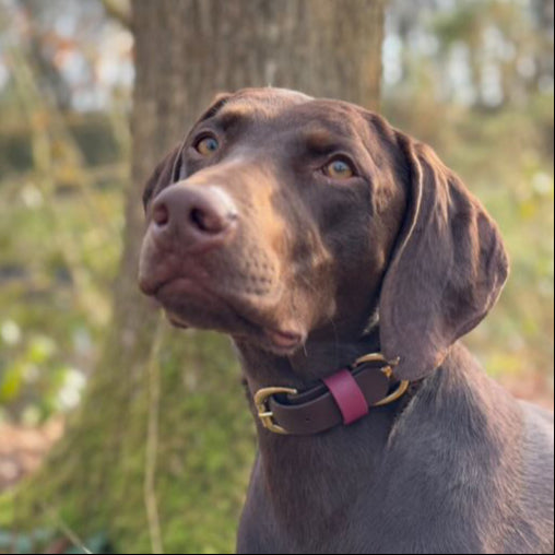 Otis Colourblock BioThane® Collar