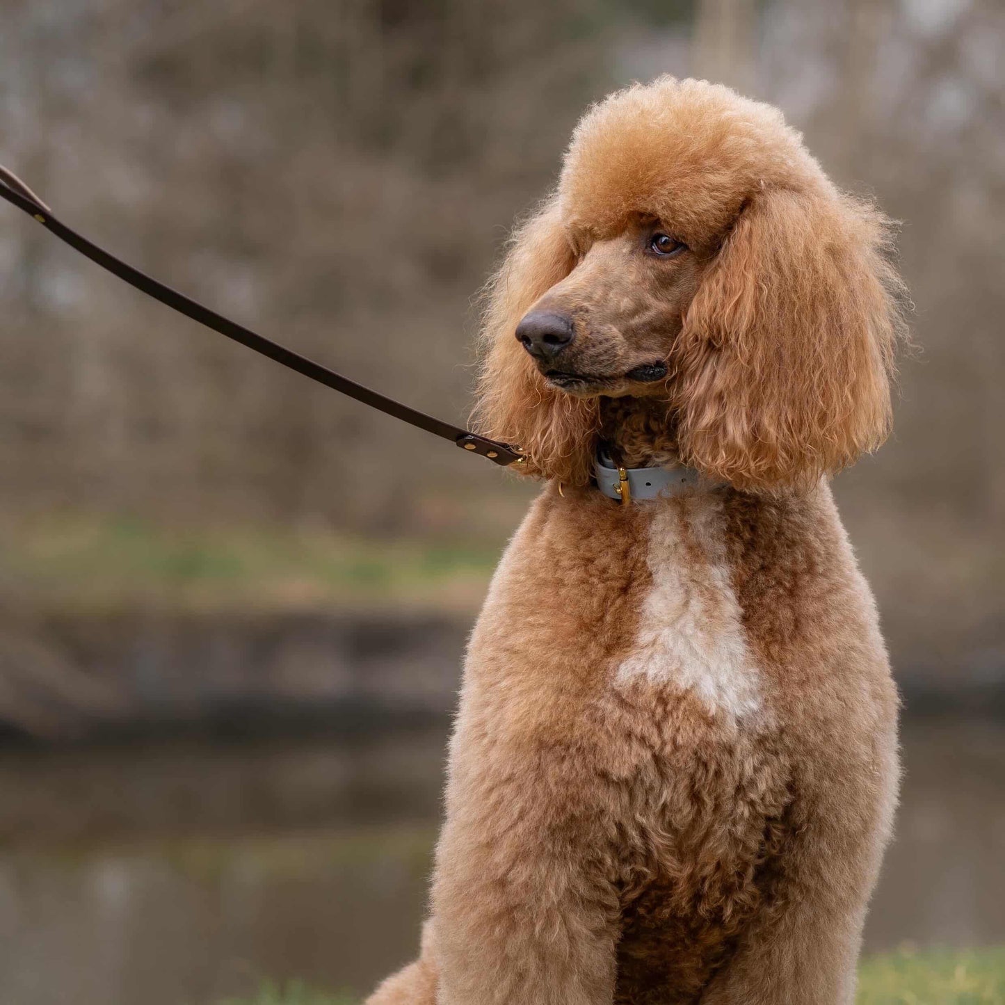 Reuben Colourband BioThane® Collar