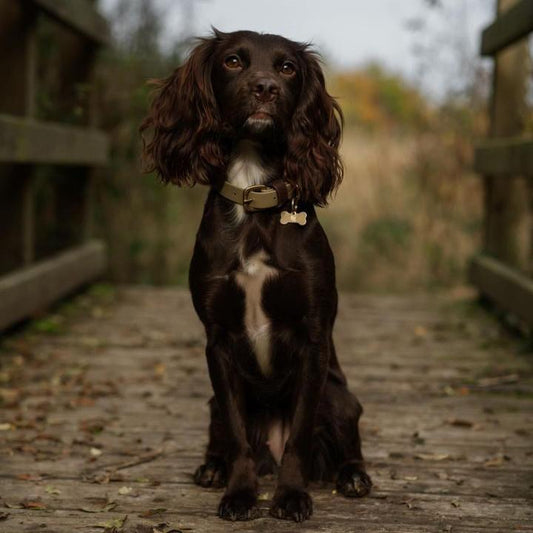 Ottilie Colourblock BioThane® Collar