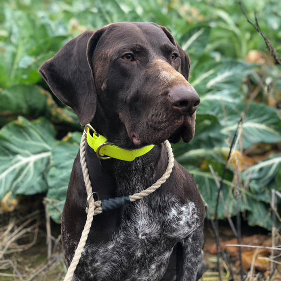 Neon Yellow BioThane® Collar