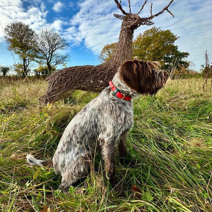 Christmas BioThane® Collar - Red