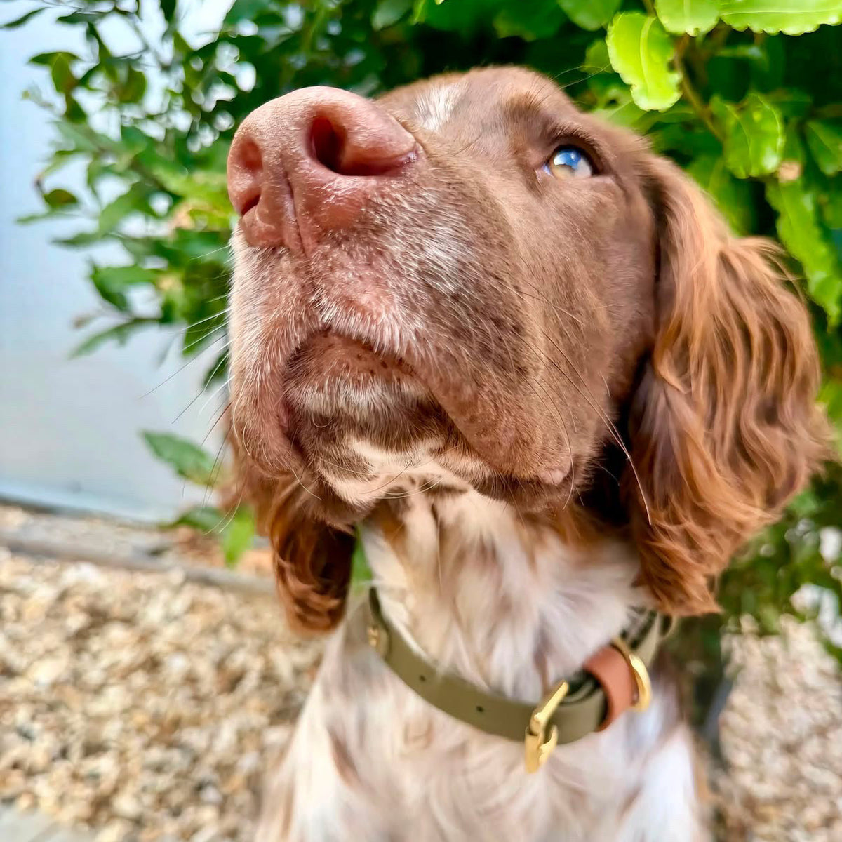 Daniel Colourband BioThane® Collar