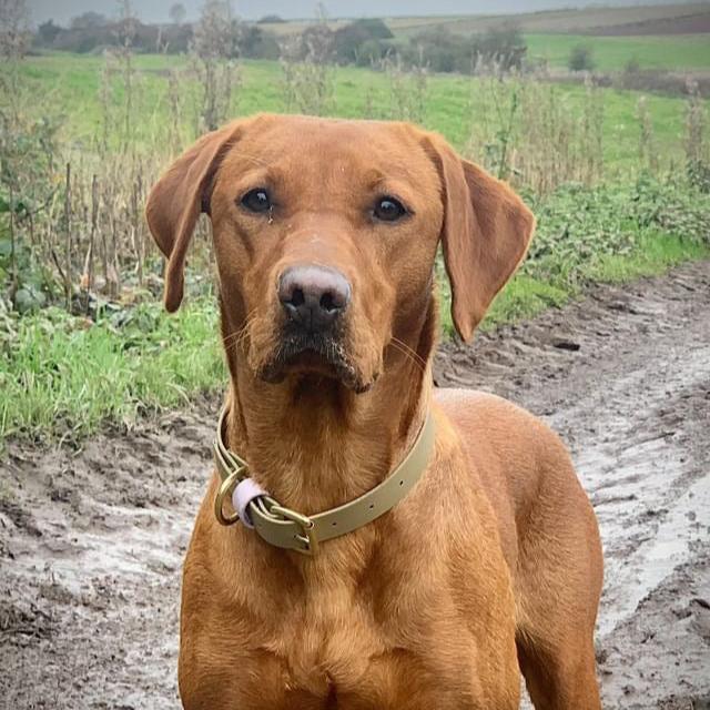 Lola Colourblock BioThane® Collar