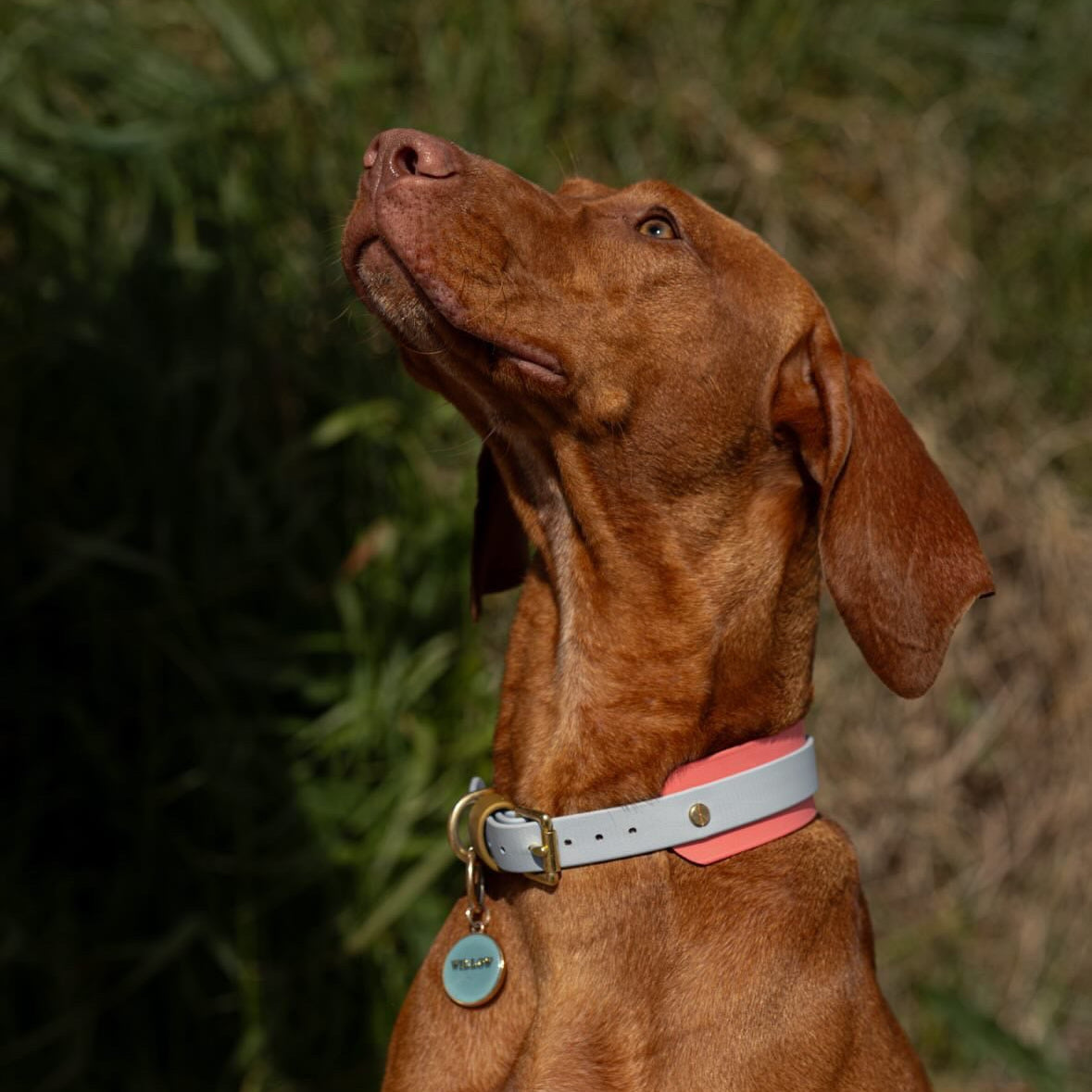 Calypso BioThane® Hound Style Collar