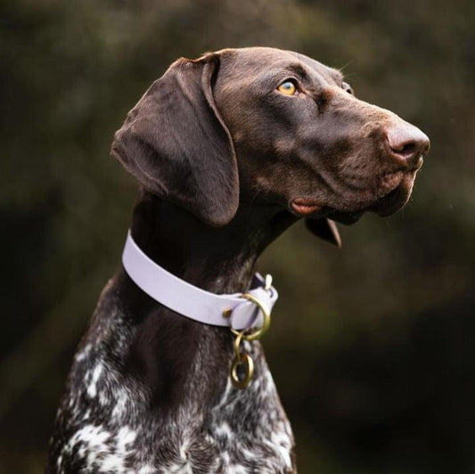 Lavender BioThane® Collar