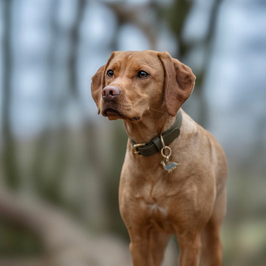 Olive BioThane® Collar