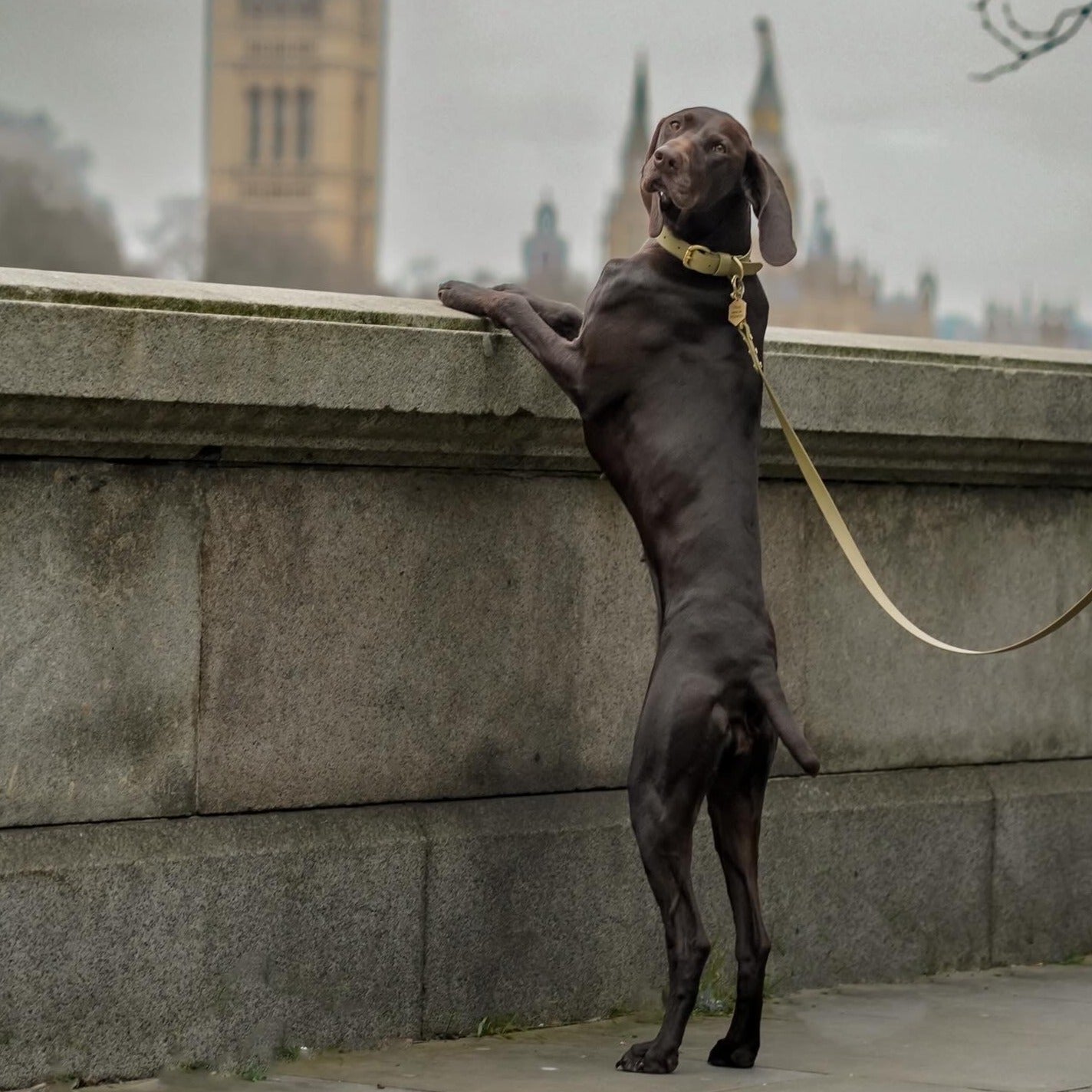 Khaki BioThane® Collar