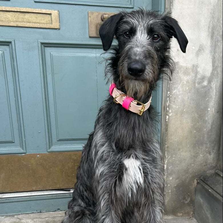 Mallow BioThane® Hound Style Collar